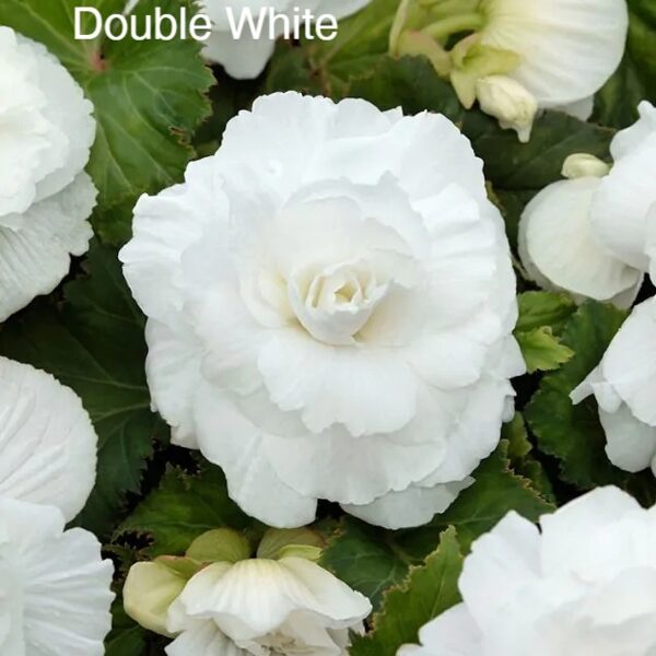 Kamolbegonija Double White