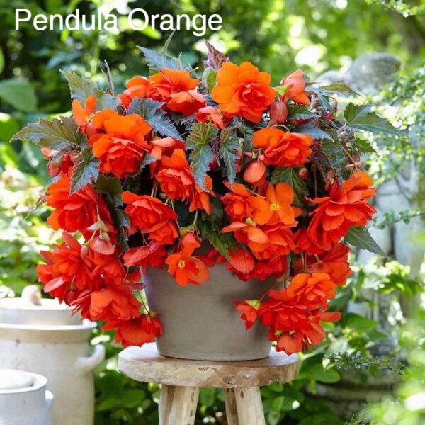 Nokarenā kamolbegonija Pendula Orange