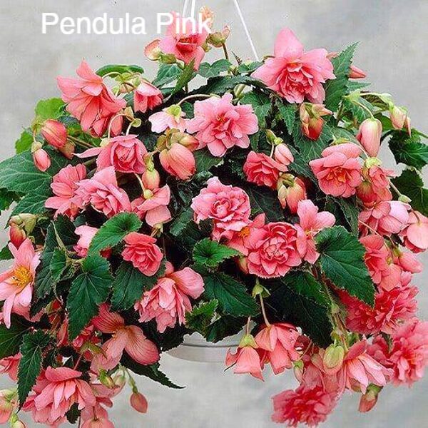Nokarenā kamolbegonija Pendula Pink