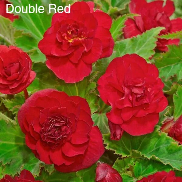 Kamolbegonija  Double Red