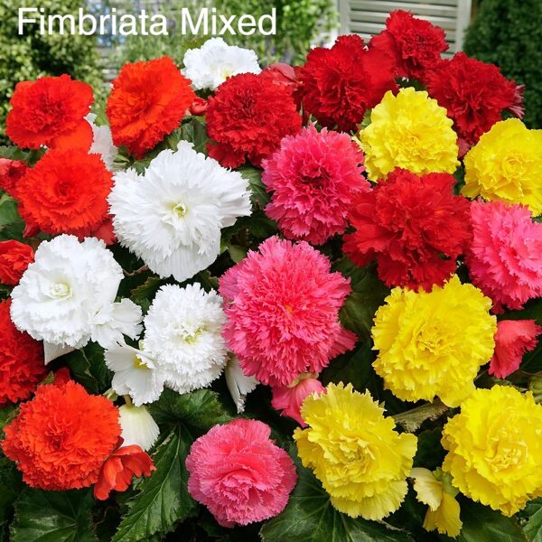 Robotās Kamolbegonijas mix krāsās