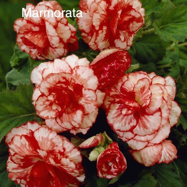 Kamolbegonija Marmorata