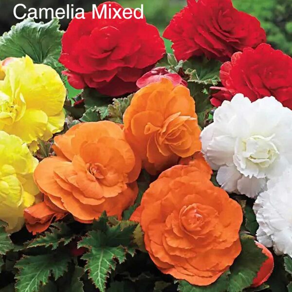 Kamolbegoniju gumi mix krāsas