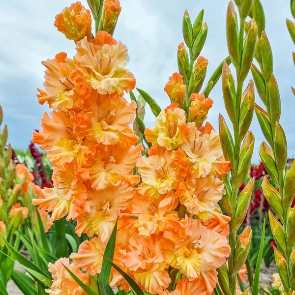 THE GREAT QUEEN ELISABETH