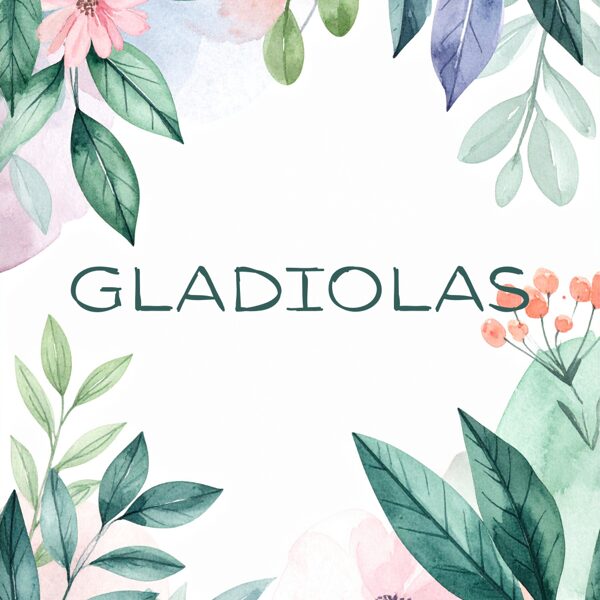 Gladiolas