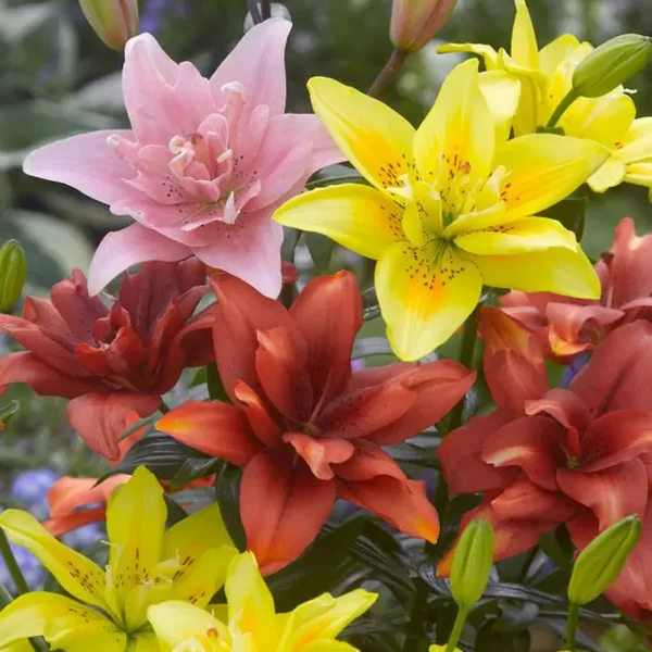 Pildīto Āzijas liliju mix