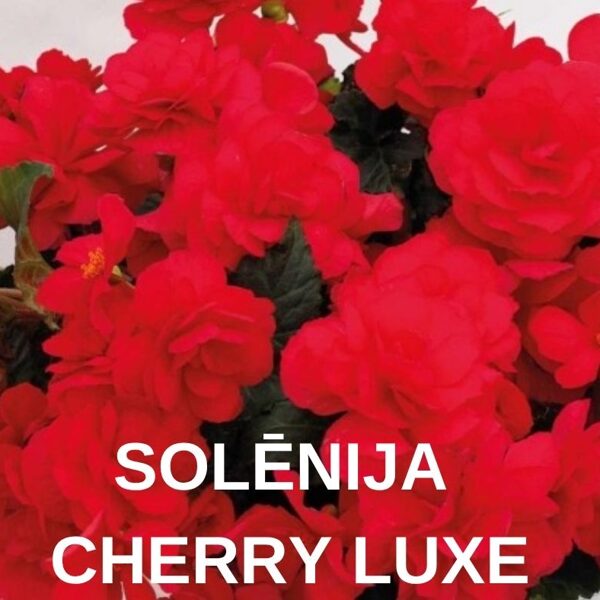 SOLĒNIJAS & BEGONIJAS