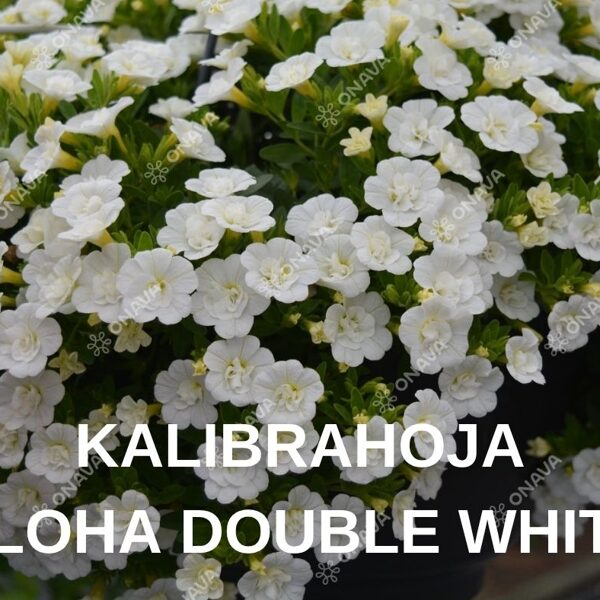 PETŪNIJAS & KALIBRAHOJAS