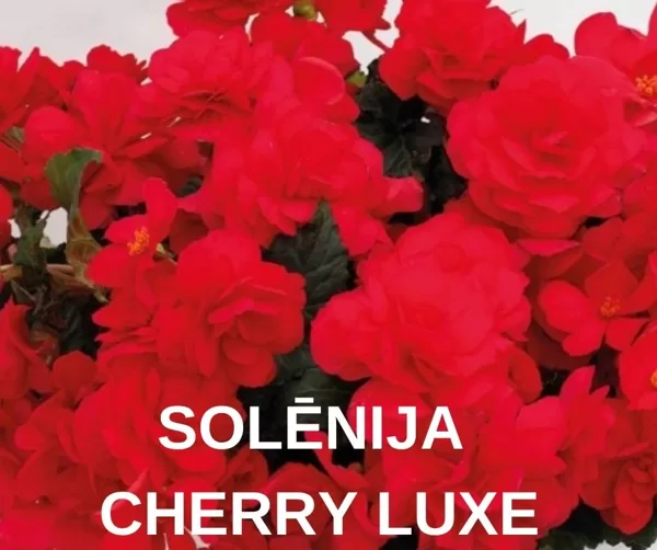 SOLĒNIJAS & BEGONIJAS