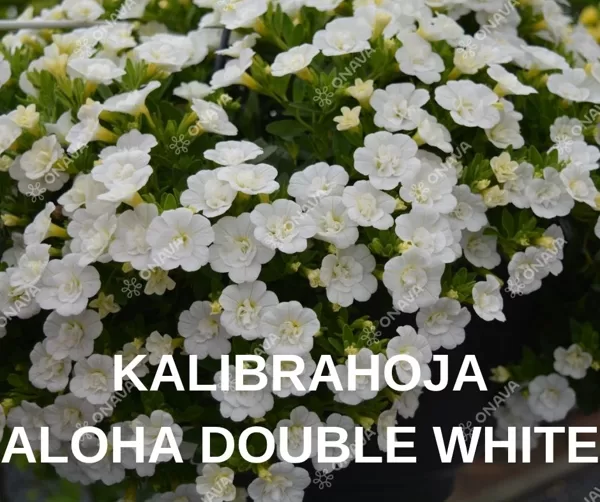 PETŪNIJAS & KALIBRAHOJAS