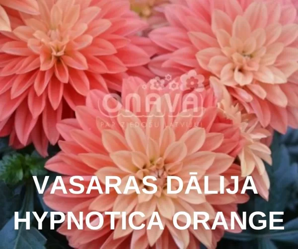 DĀLIJAS